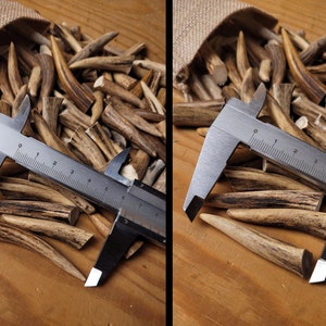 Real Roe Deer Antler Tips: Affordable, Versatile, Perfect for Necklaces, Jewelery, Crafting viking jewelery, handicraft material bones shed image 6