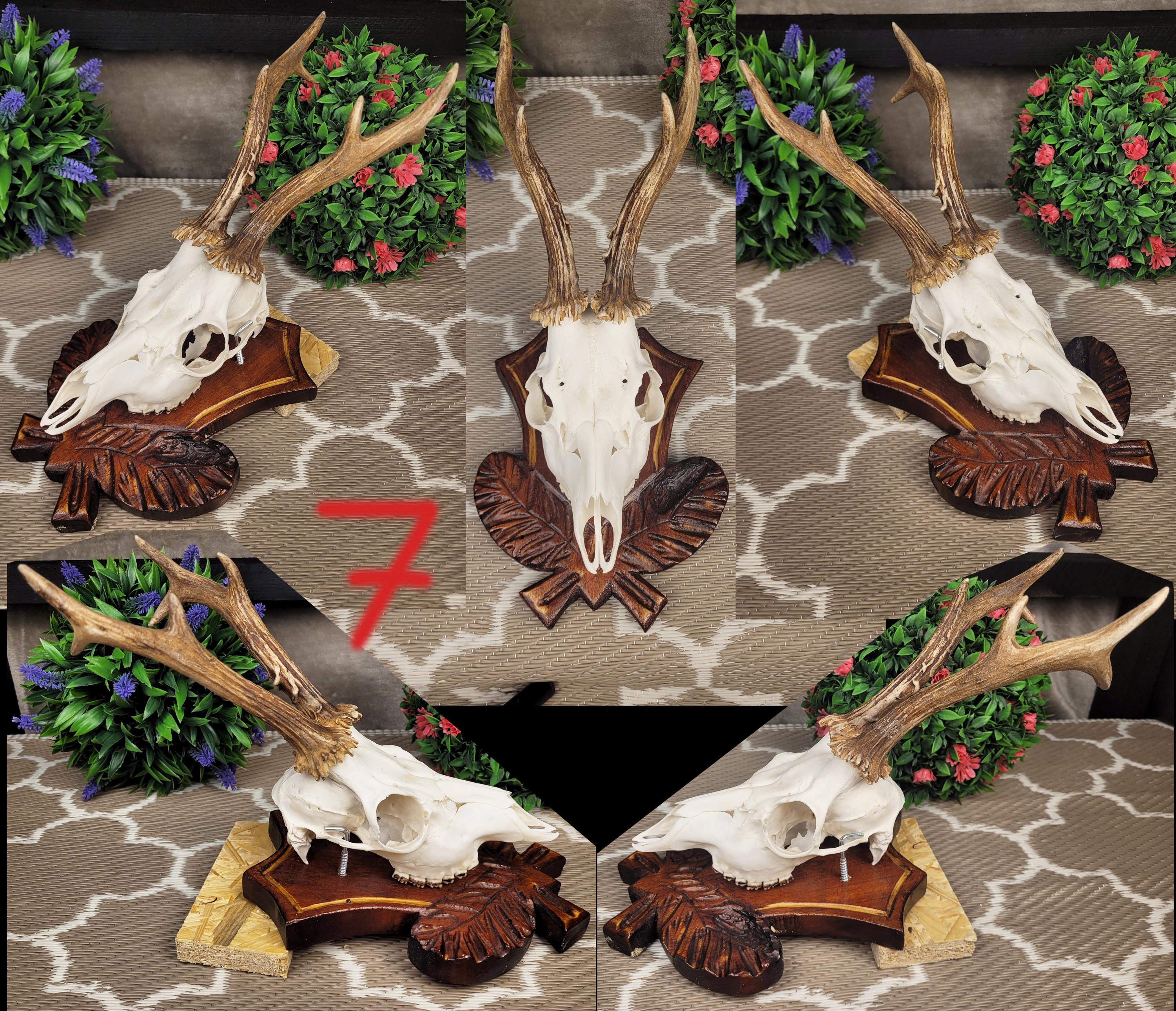 European Roe Deer Skull Mount on Carved Wooden Plaque With