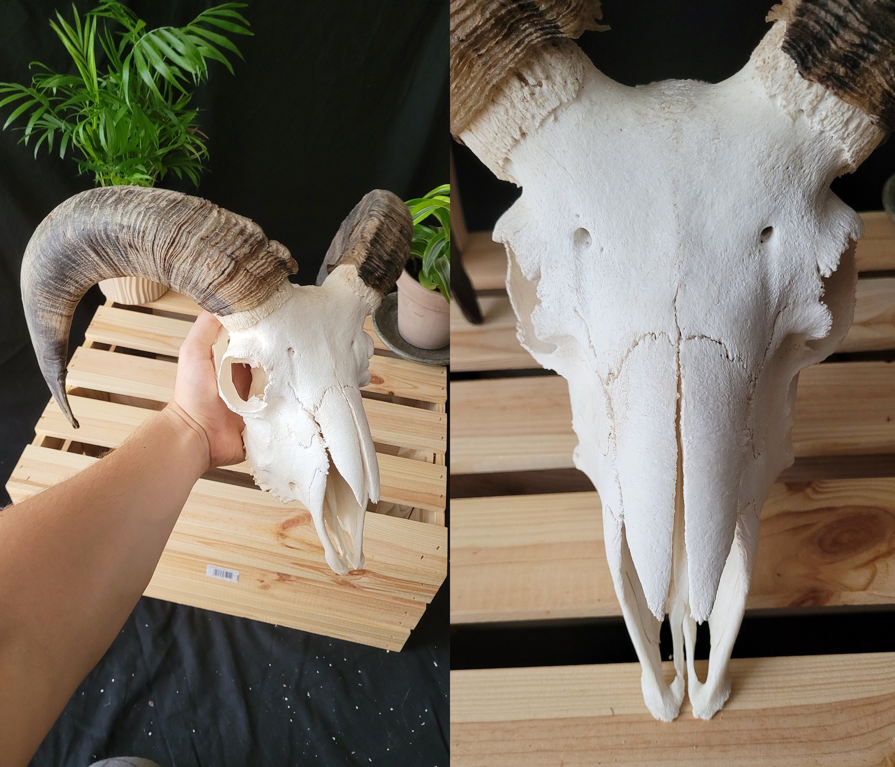巨大な羊の頭蓋骨 - 本物の白い羊の頭蓋骨 | 家畜の羊の頭蓋骨 | 羊の