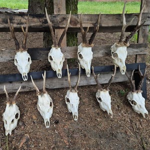 REAL EUROPEAN skull Plain deer skull with antler gift present set birthday skull carving possible stag roe deer damaged skull sale | Gift