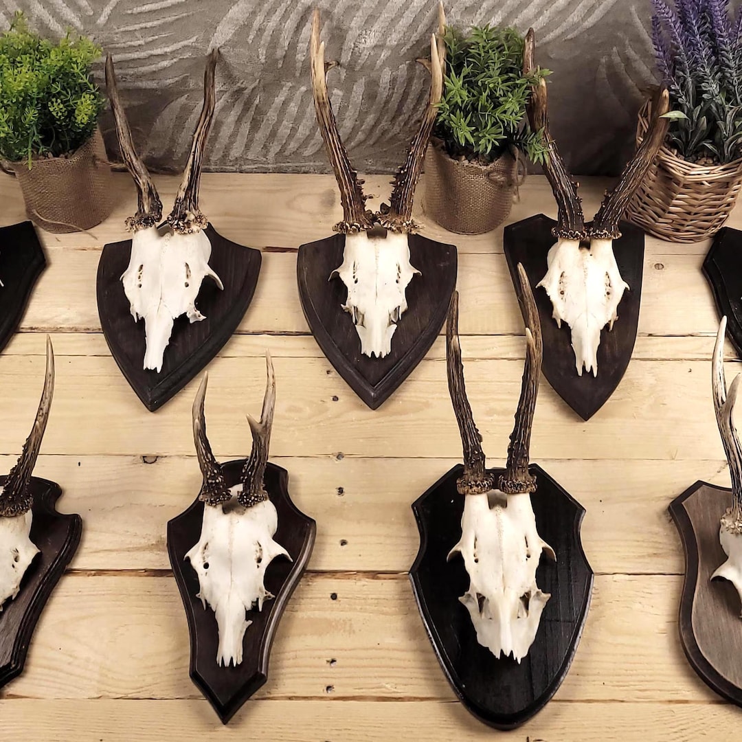 Roe Deer Skull and Antlers Board Mount for Collectors - Ready to