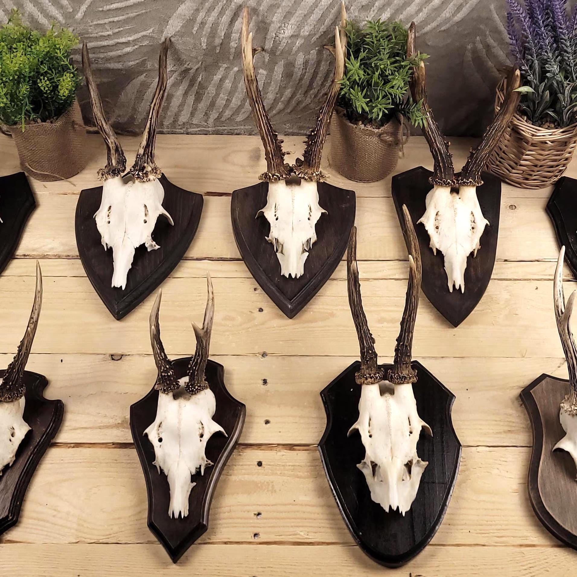 Roe Deer Skull and Antlers Board Mount for Collectors - Ready to