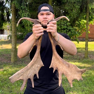 Real Fallow Deer Antlers – Naturally Shed, Rustic Home Decor (20.5 inch)