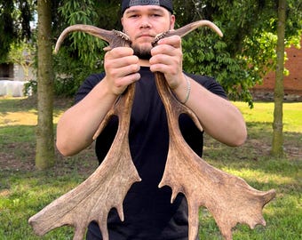 Palmated Fallow Deer Antlers - Real Dama Dama Sheds for Rustic