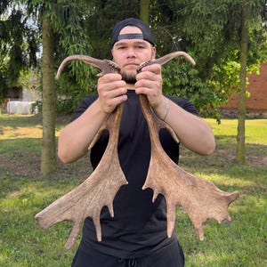 Real Fallow Deer Antlers - Naturally Shed & Responsibly Sourced for Crafting, Decor | gift for hunter | huntsman gift | rustic home accents
