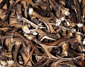 Roe Deer Antlers for Crafting and Lodge - Style Display - Hunting trophy