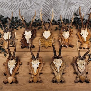 BEAUTIFUL European Roe deer antlers on a carved board | wall hunting trophy | wall hanger | vintage decoration | antlers for crafts