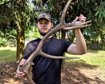 Real Red Deer Antler | Rustic Home Decor, Craft Supply