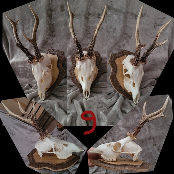 蝦夷鹿huntingtrophy（deer skull） No.6