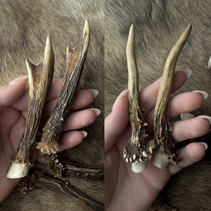 May include: Two sets of deer antlers, each held in a hand. The antlers are a light brown color with darker brown accents and a textured surface. The tips are a lighter, off-white color. The background is a brown, textured surface.