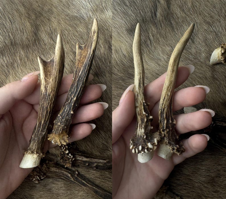 May include: Two sets of deer antlers, each held in a hand. The antlers are a light brown color with darker brown accents and a textured surface. The tips are a lighter, off-white color. The background is a brown, textured surface.