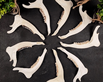 Roe deer lower jaw half with teeth - white bone rustic decor