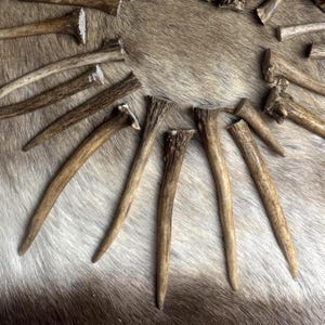 Fallow deer antler tips for crafting – real antler points, jewelry and decor