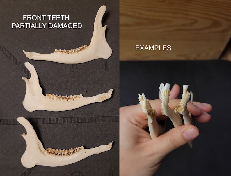 Hunting Tooth Examples Real Roe Deer Lower Jaw Half for Crafting – White Bone With Natural ...