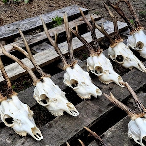Może przedstawiać: Kolekcja czaszek jelenia z nienaruszonymi porożami, ułożonych na zwietrzałej drewnianej powierzchni. Czaszki są w kolorze kremowej bieli, a poroża to mieszanka brązu i beżu. Układ sugeruje rustykalny lub naturalny motyw.