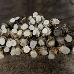 May include: A pile of cut deer antlers with white circular ends and textured brown bases. The antlers are arranged on a brown and gray fur-like surface, creating a natural, rustic aesthetic.