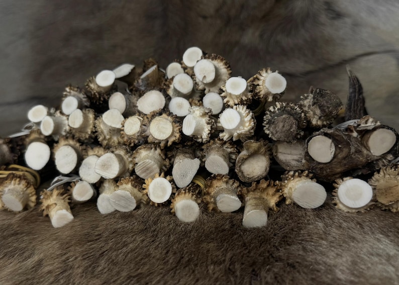 May include: A pile of cut deer antlers with white circular ends and textured brown bases. The antlers are arranged on a brown and gray fur-like surface, creating a natural, rustic aesthetic.