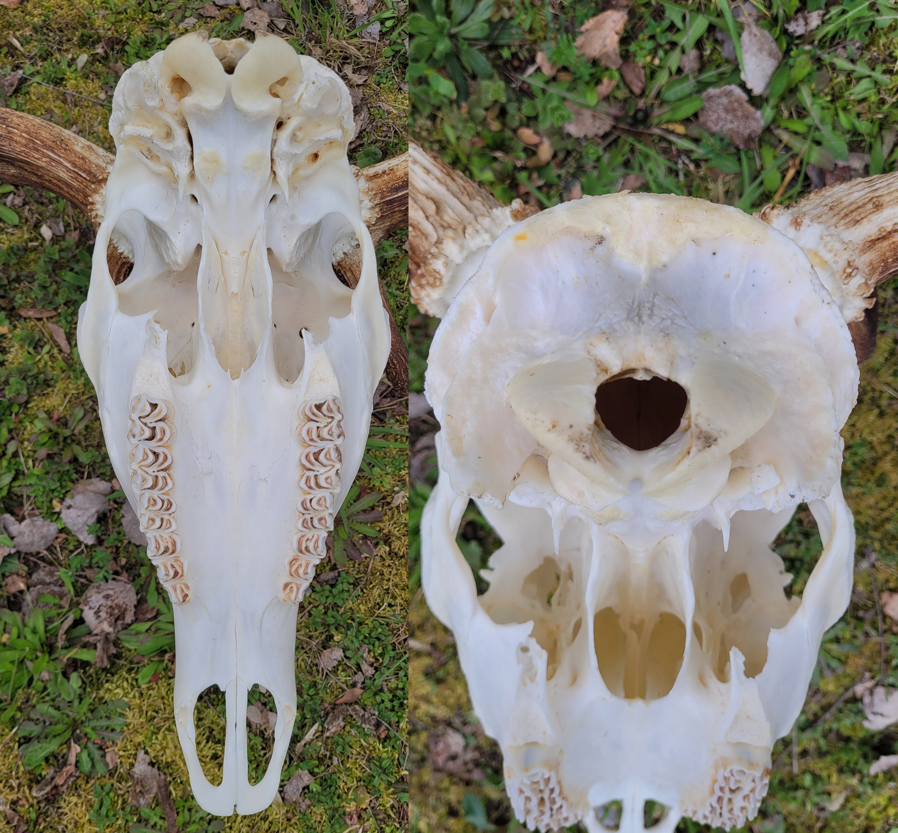 Rare Real RED DEER Antlers With Skull - Unique Hunting