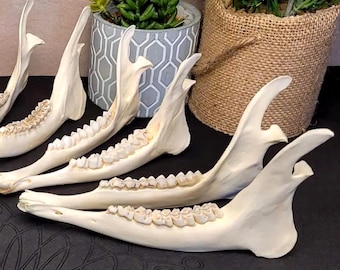 Juego de mandíbula inferior de corzo con dientes: material para manualidades con hueso, decoración rústica de mandíbulas