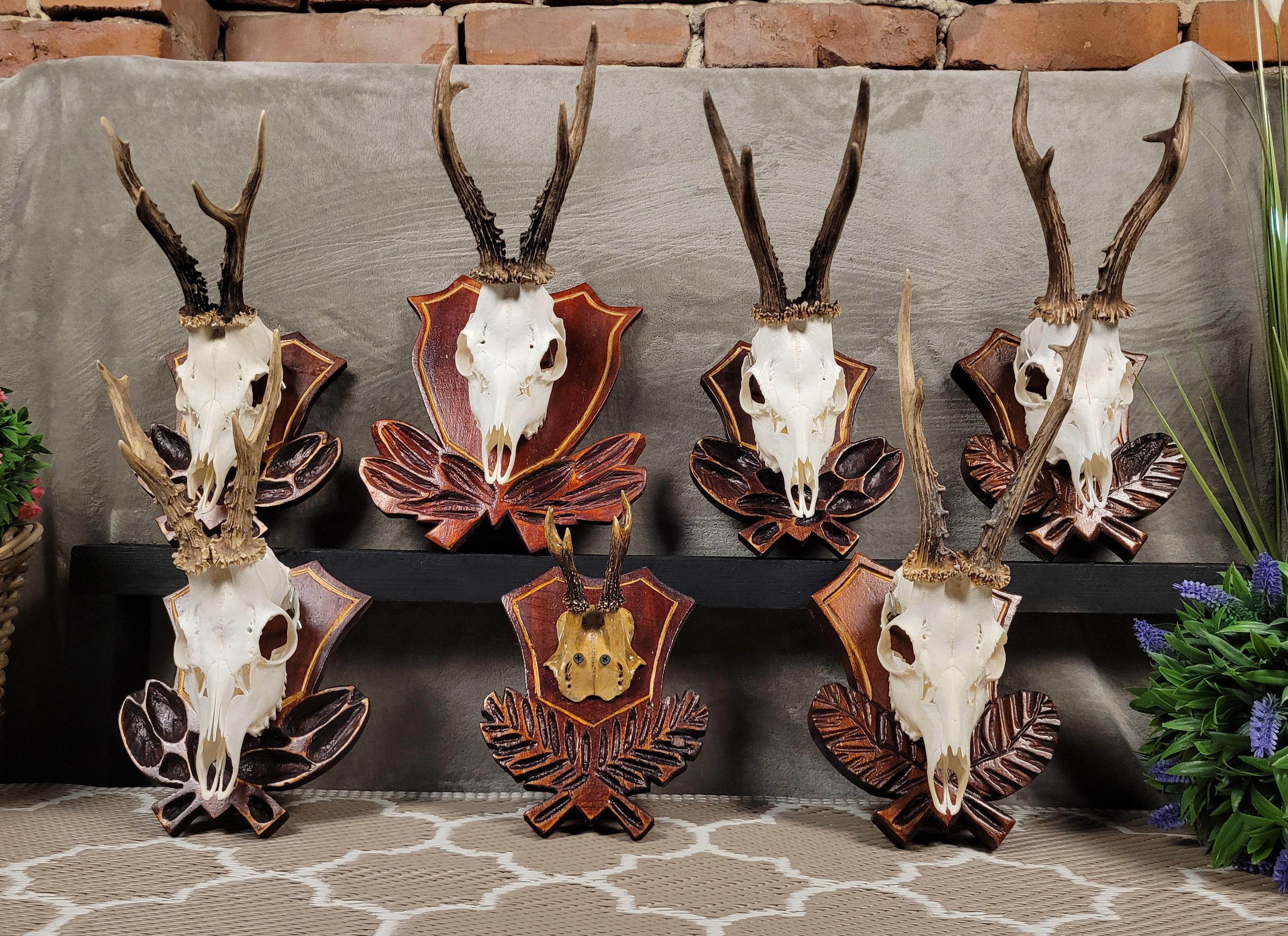蝦夷鹿hunting trophy（deer skull） European Roe Deer Skull Mount on Carved Wooden Plaque With