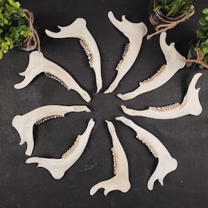 Hueso de mandíbula de corzo auténtico • Cráneo de animal • Materiales para manualidades • Decoración rústica • Estilo vikingo • Arte con huesos • Curiosidades • Decoración de cabañas