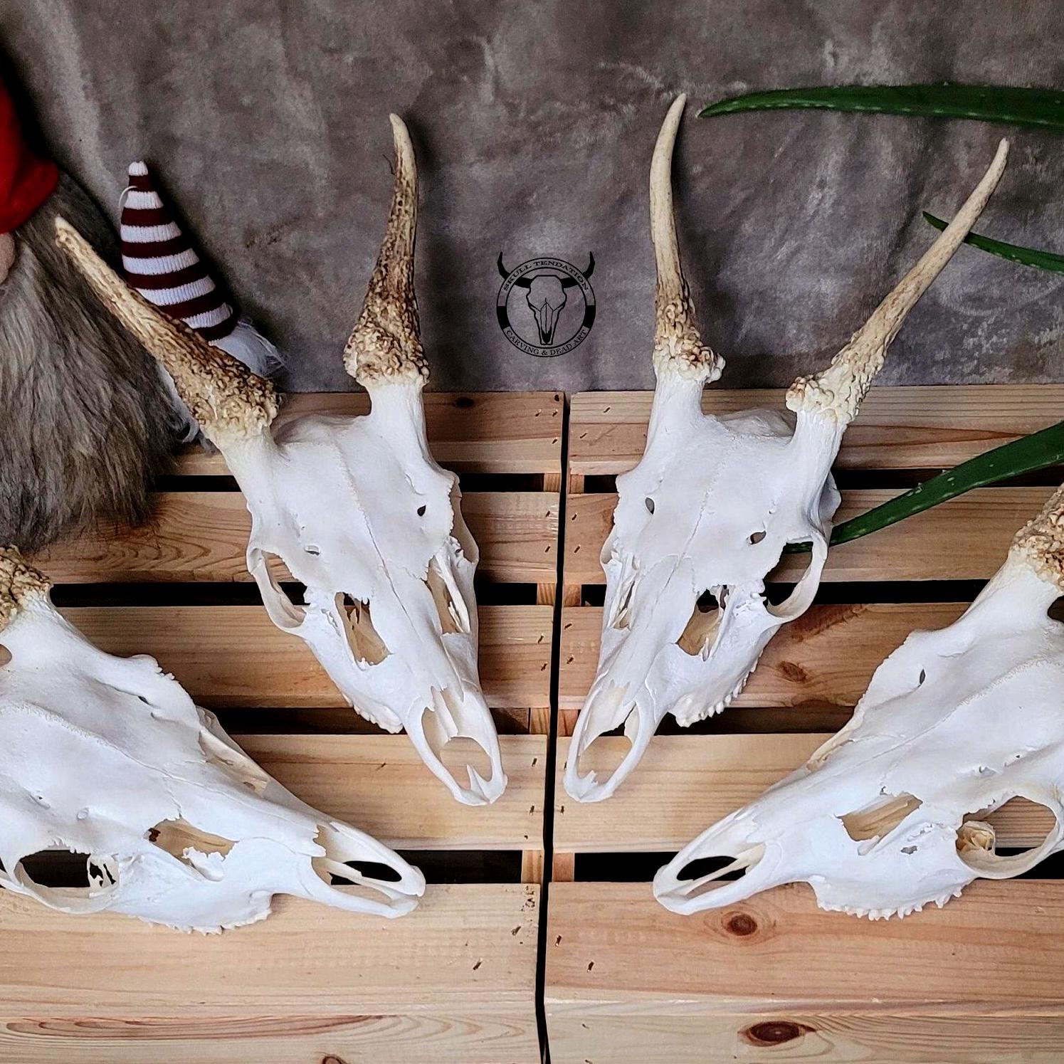 Fallow Deer Skull With Antlers – Dama Dama Trophy for Wall Display