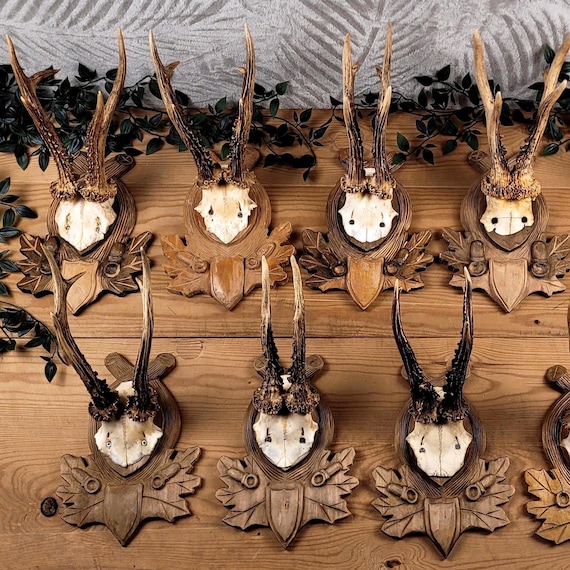 European Roe Deer Antlers and Skull on Carved Board - Wall Trophy