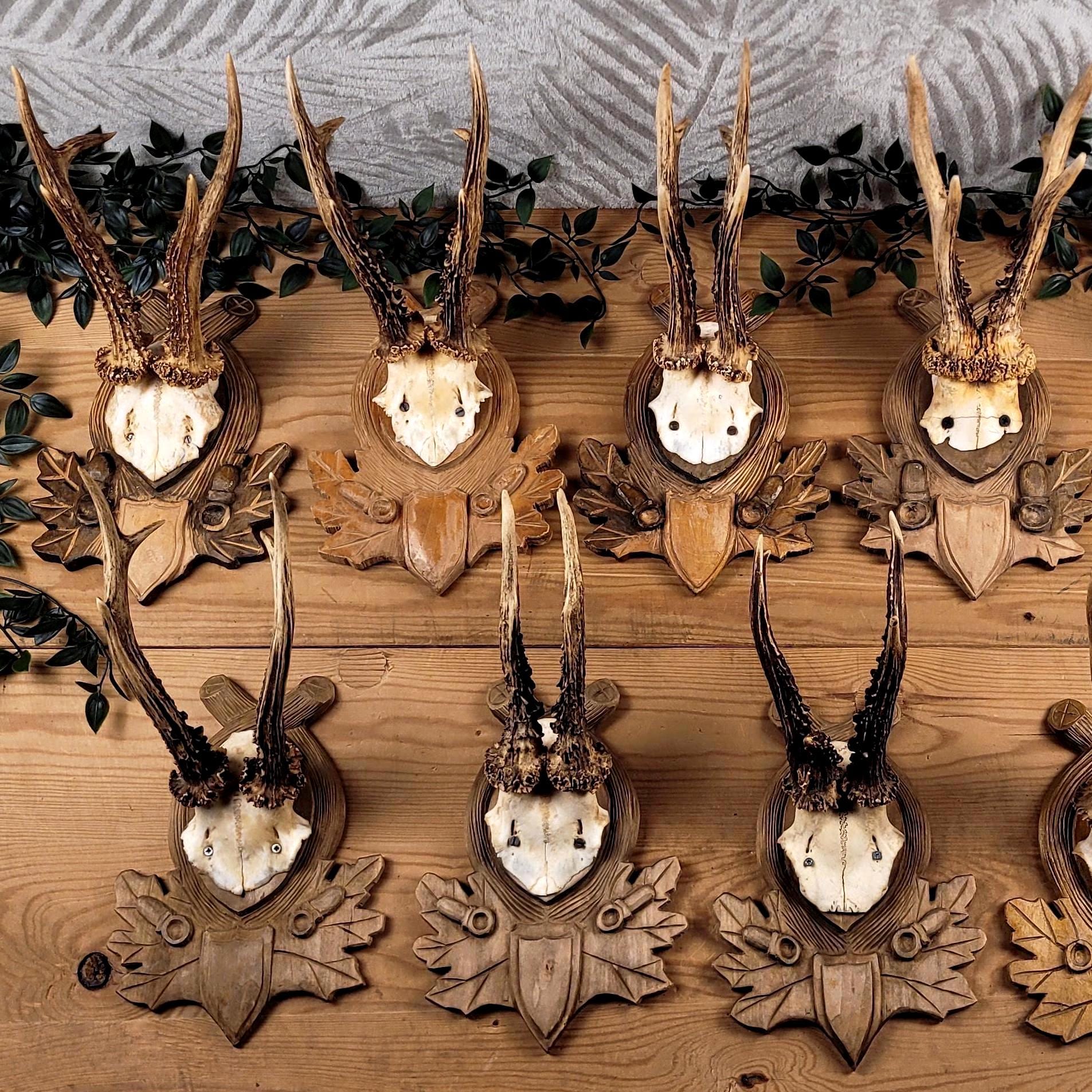 European Roe Deer Antlers and Skull on Carved Board - Wall Trophy