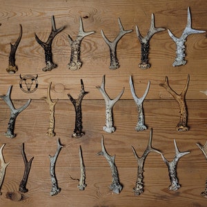 Real CHEAP roe deer ANTLERS - cheap antlers for craft | low price antlers | skull for crafts | antlers for knives | natural antlers | gift