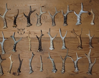 Real CHEAP roe deer ANTLERS - cheap antlers for craft | low price antlers | skull for crafts | antlers for knives | natural antlers | gift