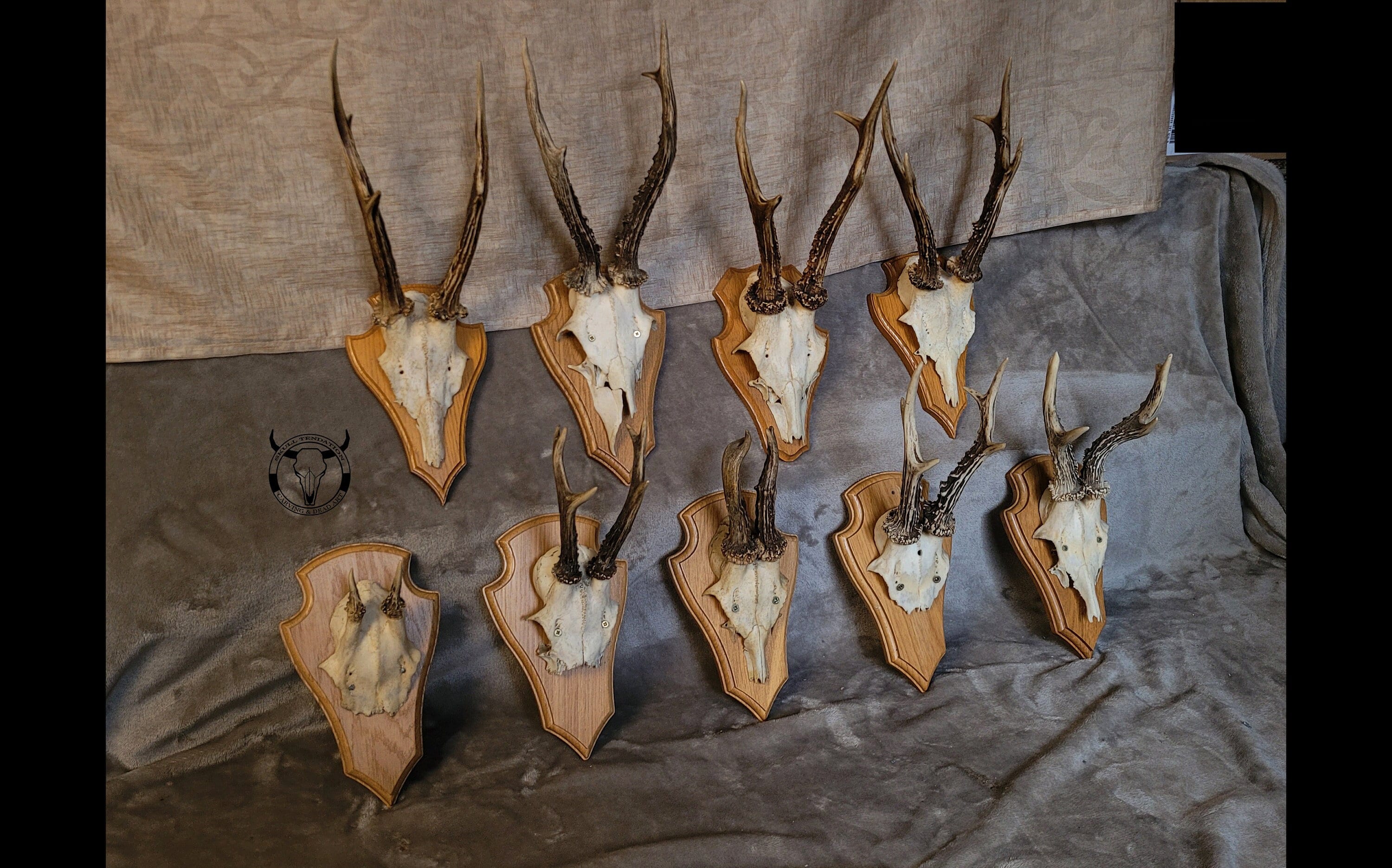 cuerna de ciervo - decoración rústica caza taxi - Buy Hunting