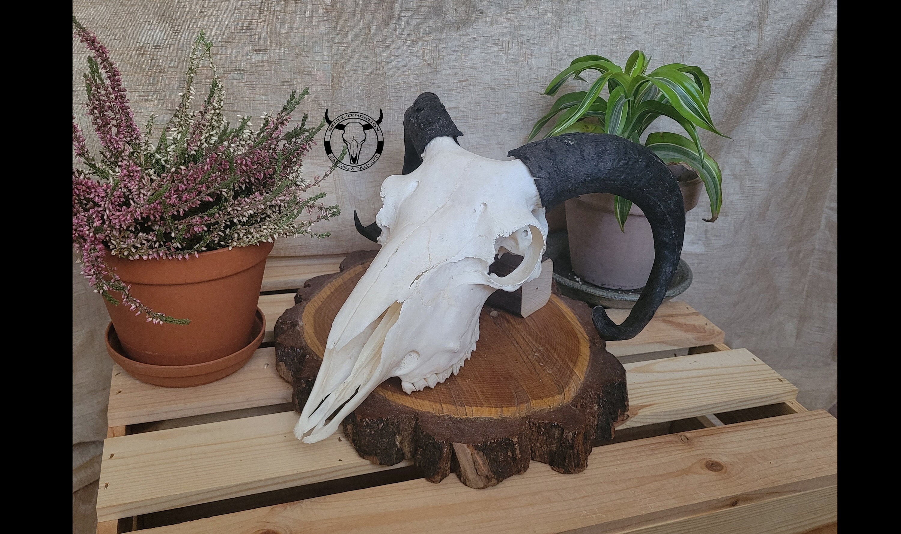 Real Ram skull | Real domestic sheep skull | A great gift for a hunter | Wall mounted hunting trophy | Natural decoration | Present set |