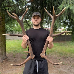 REAL European RED DEER set of antler | Hunting trophy | Natural decoration | Wall mount decoration | Perfect present set | Cervus elaphus !!