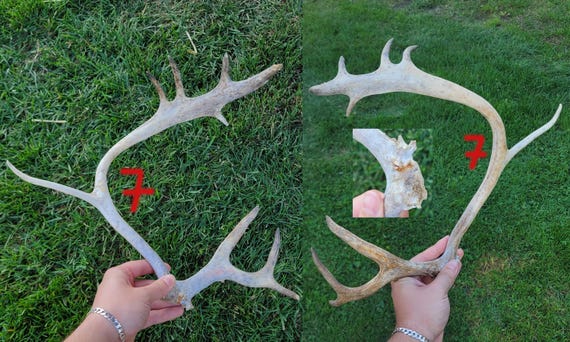 Buy real reindeer antlers discount