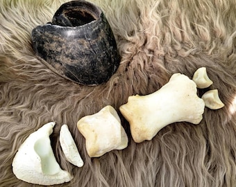 Véritable jeu d'os de sabot et de jambe de cheval pour décors bizarres et étude de l'anatomie
