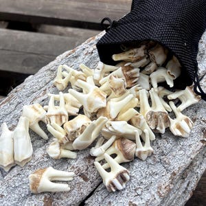 Könnte beinhalten: Eine Sammlung von cremefarbenen, mehrwurzeligen Tierzähnen, die aus einem schwarzen Netzbeutel mit Kordelzug geschüttet wurden. Die Zähne haben unterschiedliche Formen und Größen mit natürlichen braunen Verfärbungen und strukturierten Oberflächen.