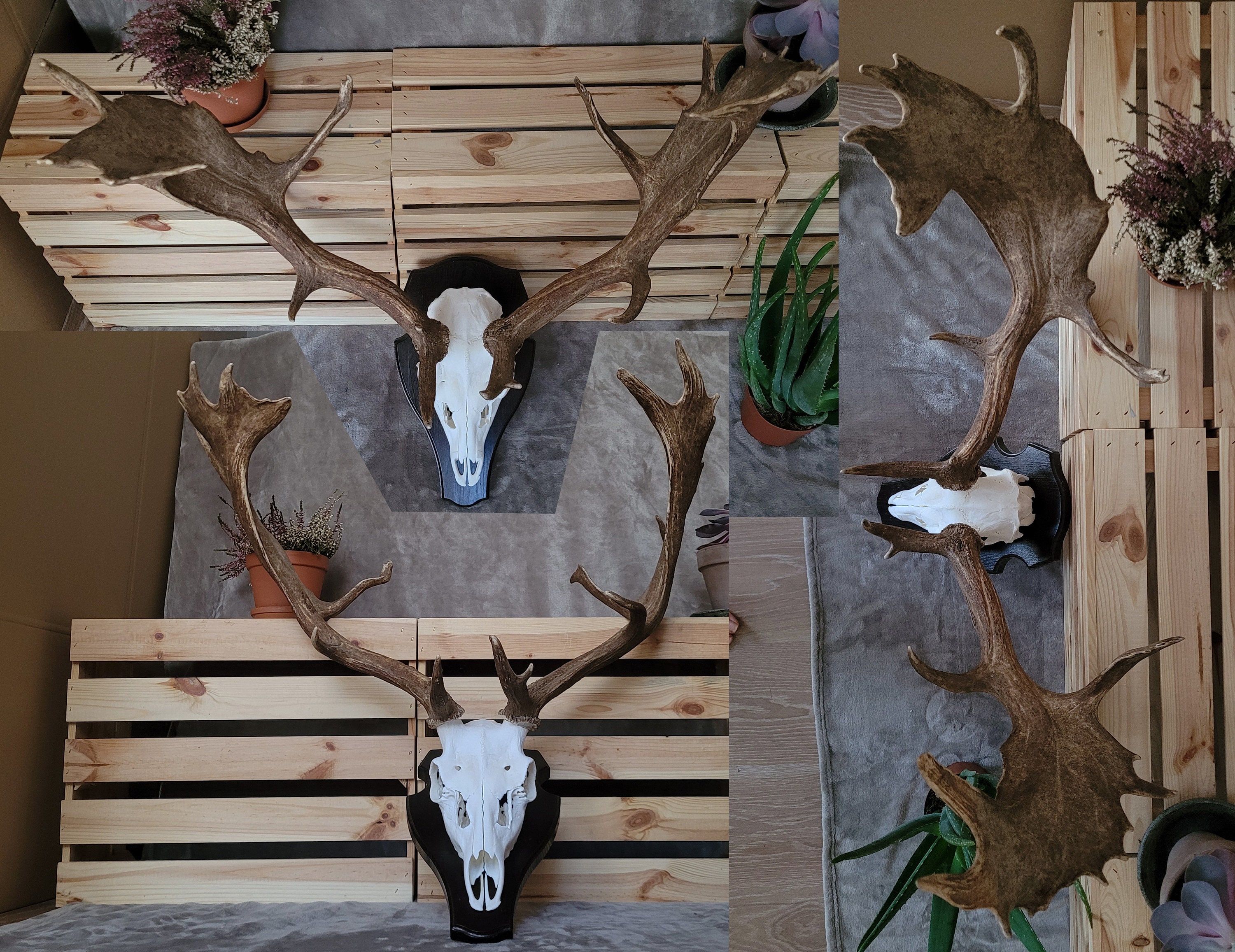Fallow Deer Skull Trophy – Wall Mounted Antlers, Natural Home