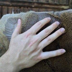 May include: A hand gently touching the fur of an animal. The fur is a mix of brown and tan colors, with a soft, textured appearance. The hand is fair-skinned and the background is a wooden structure.