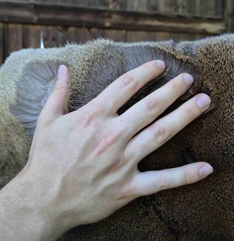 May include: A hand gently touching the fur of an animal. The fur is a mix of brown and tan colors, with a soft, textured appearance. The hand is fair-skinned and the background is a wooden structure.