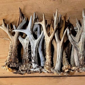 Singolo corno di capriolo per artigianato rustico, condizioni forestali, curiosità (piccolo-grande)