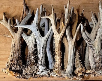 Single Roe Deer Antler for Rustic Crafting, Forest Condition, Curiosities (Small–Large)