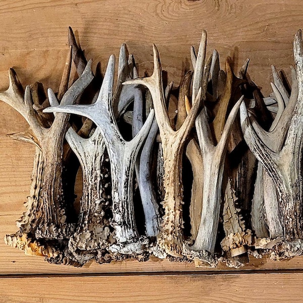 Single Roe Deer Antler for Rustic Crafting, Forest Condition, Curiosities (Small–Large)