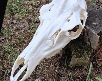 アメリカアナグマの頭蓋骨レプリカ（博物館品質） - Etsy 日本