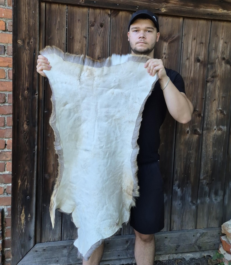 May include: A tanned animal hide with a creamy white center and a border of light brown fur. The hide is irregularly shaped and appears to be soft and pliable. The hide is being held up in front of a wooden door.
