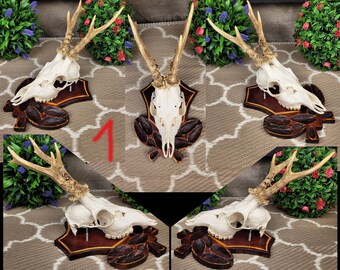 European Roe Deer Skull Mount on Carved Wooden Plaque With