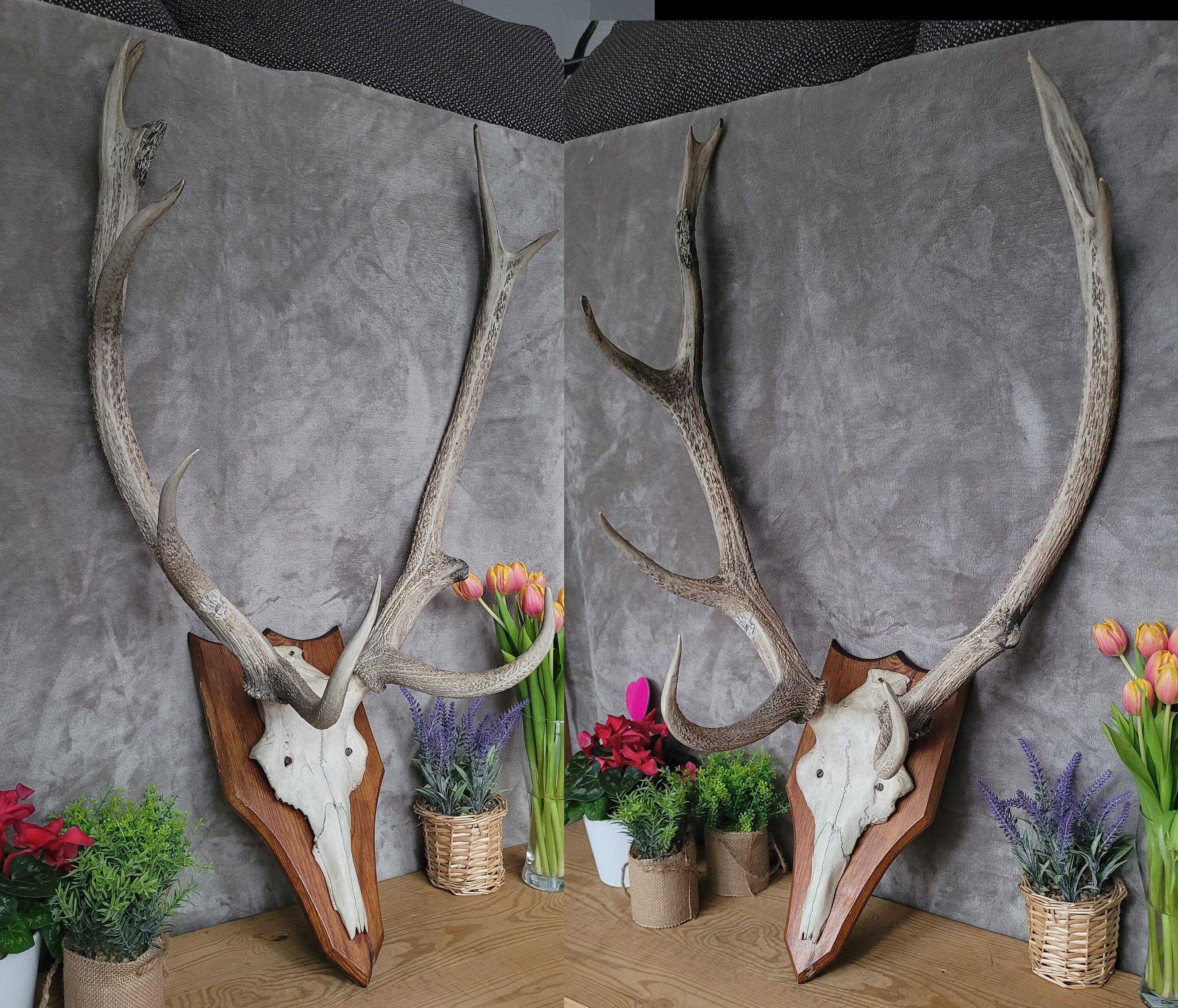 6 Ganci A Muro Per Teschi – Staffe Da Parete A Forma Di Corna Per Esposizione Trofei Cervo, Antilope, Cinghiale – Ferro Resistente - 4