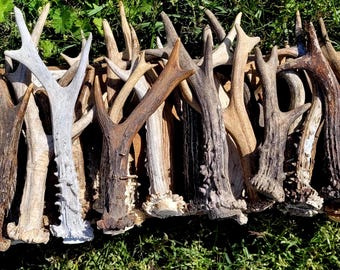 Roe Buck Antler, Random Single Piece for Jewelry Making and DIY Projects