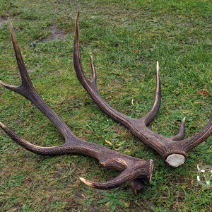 REAL European Red DEER antler | Hunting trophy | Natural decoration | Wall mount decoration | Perfect present set | Cervus elaphus !!