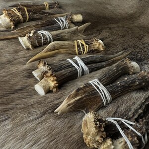 May include: Several deer antlers, varying in size and shape, are arranged on a textured, brown surface. Some antlers are bound with white string or yellow rubber bands. The antlers display a natural, weathered appearance.