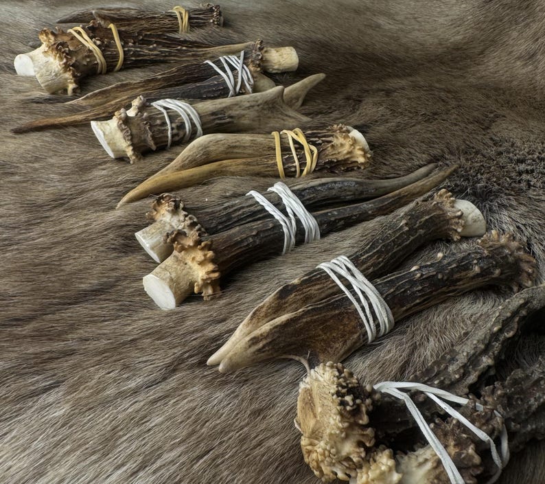 May include: Several deer antlers, varying in size and shape, are arranged on a textured, brown surface. Some antlers are bound with white string or yellow rubber bands. The antlers display a natural, weathered appearance.